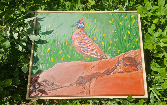 Gagarlurlu - Crested Pigeon ( Ngarluma Language)