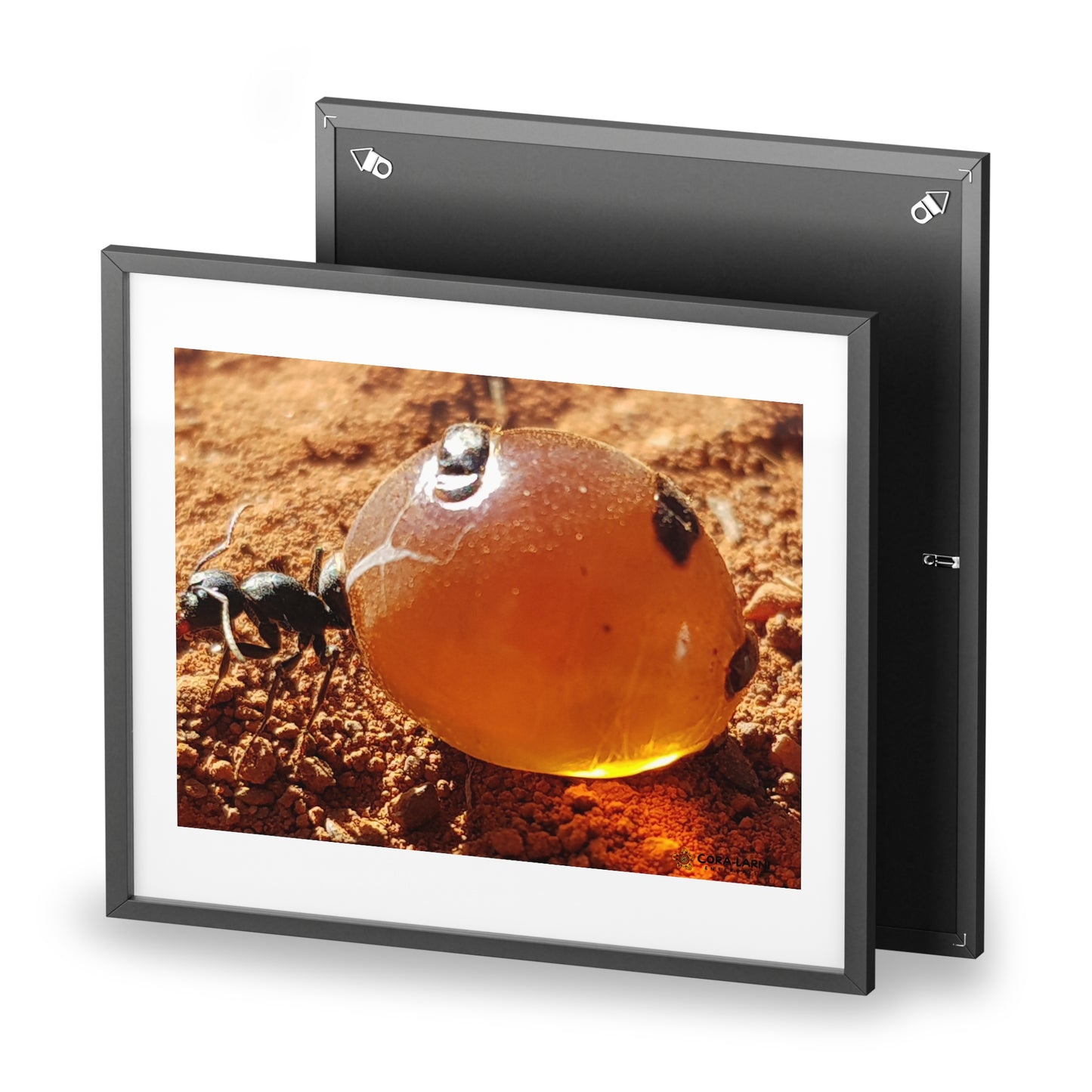 Yunggurrji (Honey Ant) Print, Wall Decor.