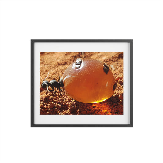 Yunggurrji (Honey Ant) Print, Wall Decor.